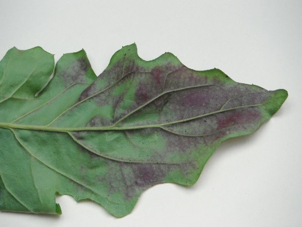 phosphorus deficient leaf due to heat stress